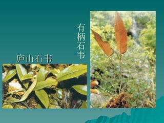 庐山石韦  有柄石韦 