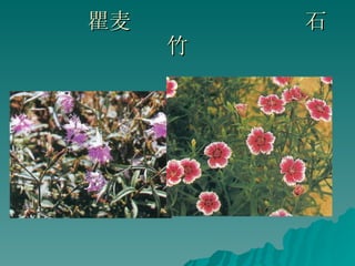 瞿麦  石竹 
