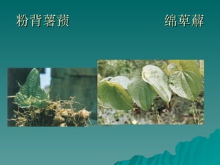 粉背薯蓣  绵萆薢 