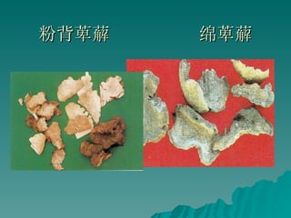 粉背萆薢  绵萆薢 