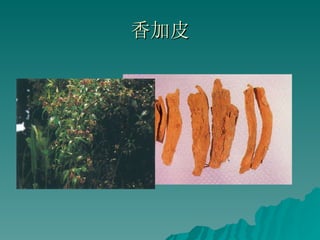 香加皮 