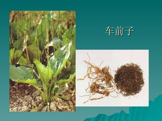 车前子 