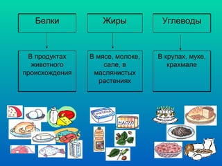 Белки Жиры Углеводы В продуктах животного происхождения В мясе, молоке, сале, в маслянистых растениях В крупах, муке, крахмале 