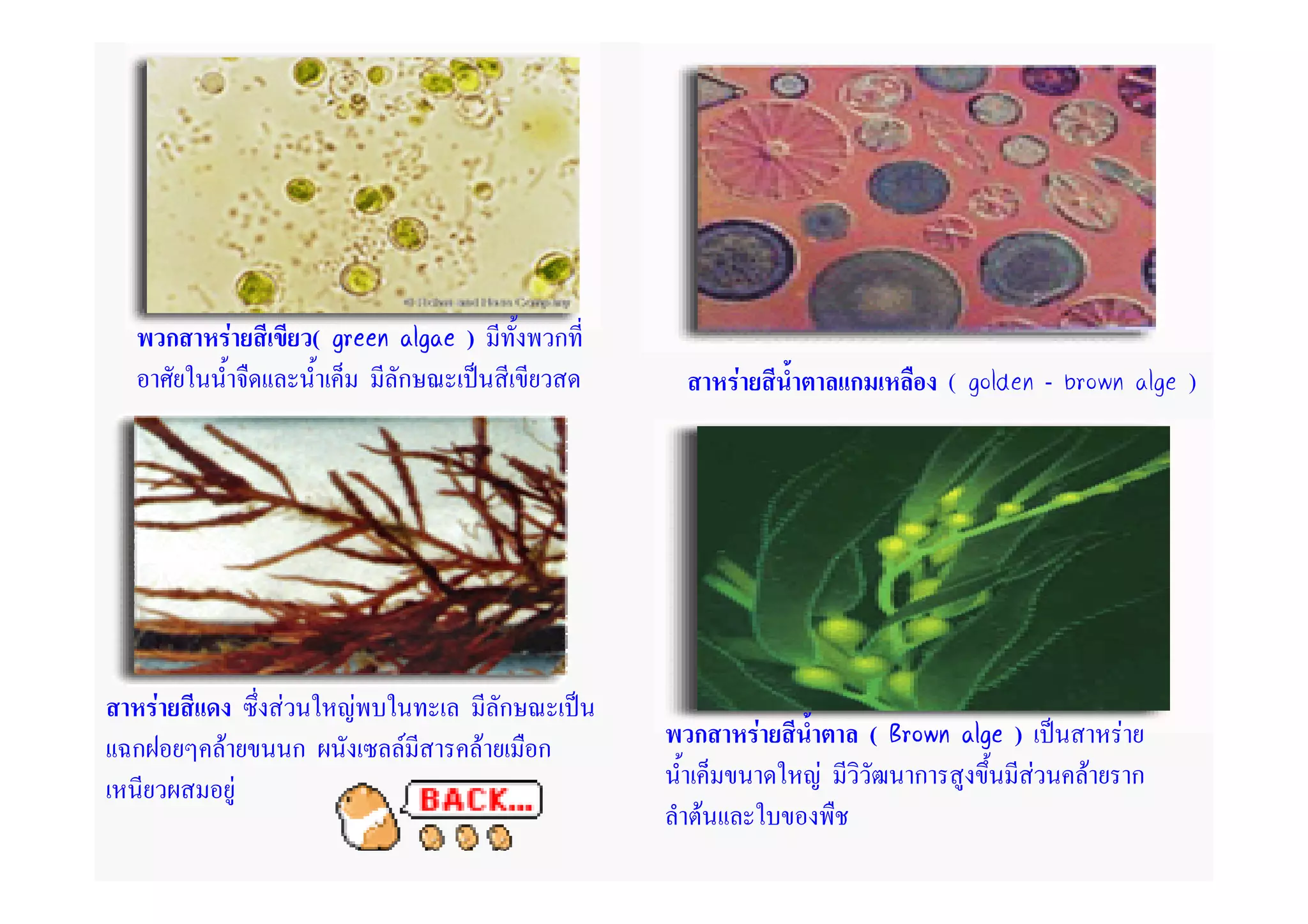 ก       F               ( green algae )               ก
                                        ก                             F           ก          ( golden - brown alge )




    F                   F          F                  ก
ก           F               ก           F         F       ก       ก       F           ( Brown alge )         F
                    F                                                         F           ก          F   F       ก
                                                                  F
 