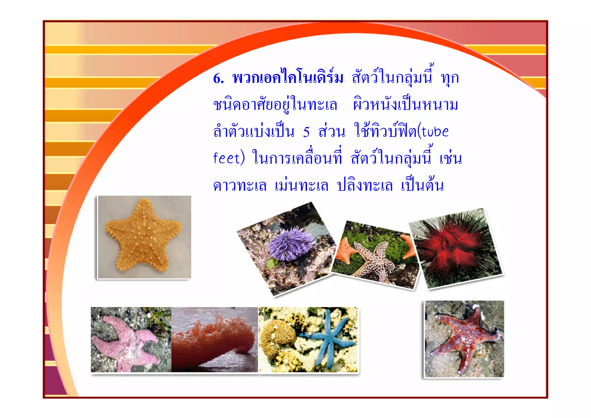 6.      ก                         F       F กF      ก
                        F
            F               5 F       F     F (tube
feet)           ก                         F กF      F
                    F                            F
 