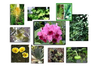 ความหลากหลายของสิ่งมีชีวิต