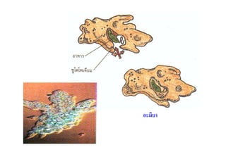ความหลากหลายของสิ่งมีชีวิต