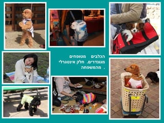 הכלבים  מטופחים מגונדרים .  חלק אינטגרלי  מהמשפחה . 