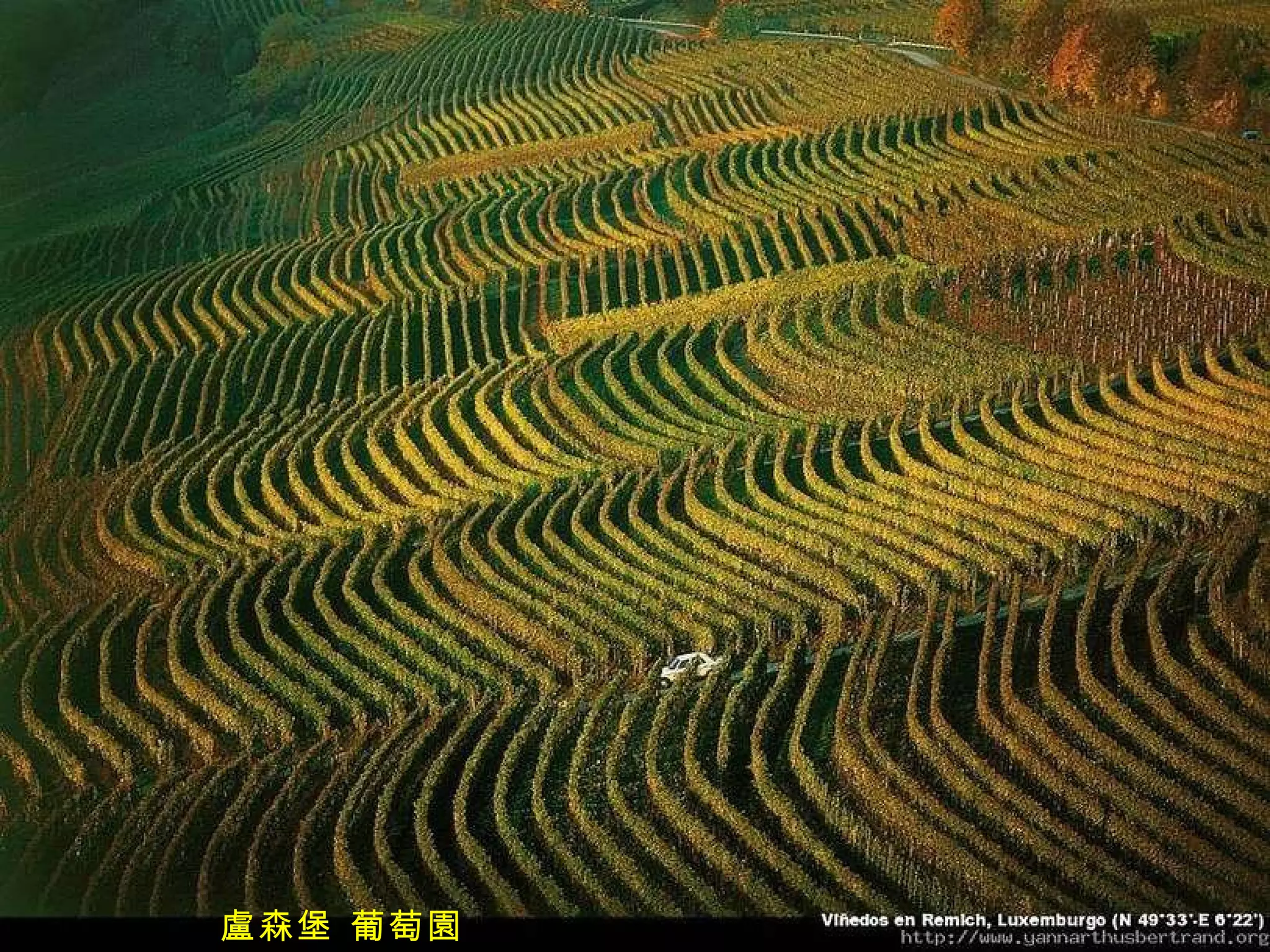 盧森堡 葡萄園 