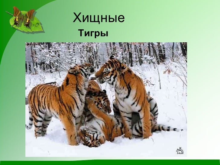 Млекопитающие животные