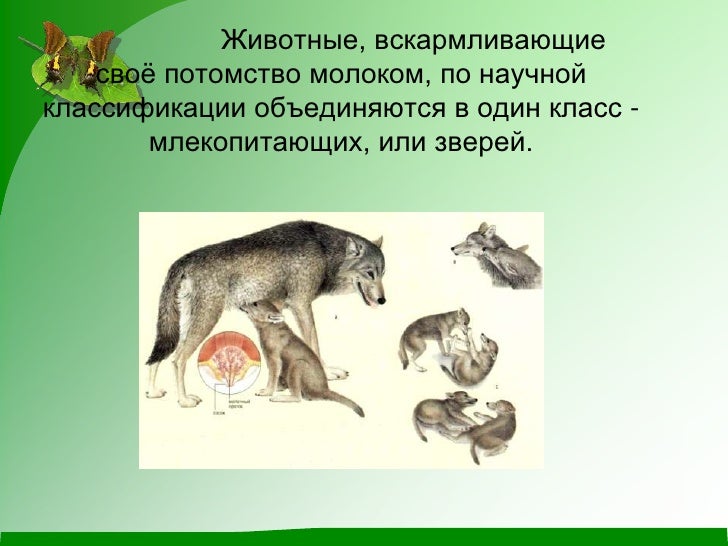 Млекопитающие животные