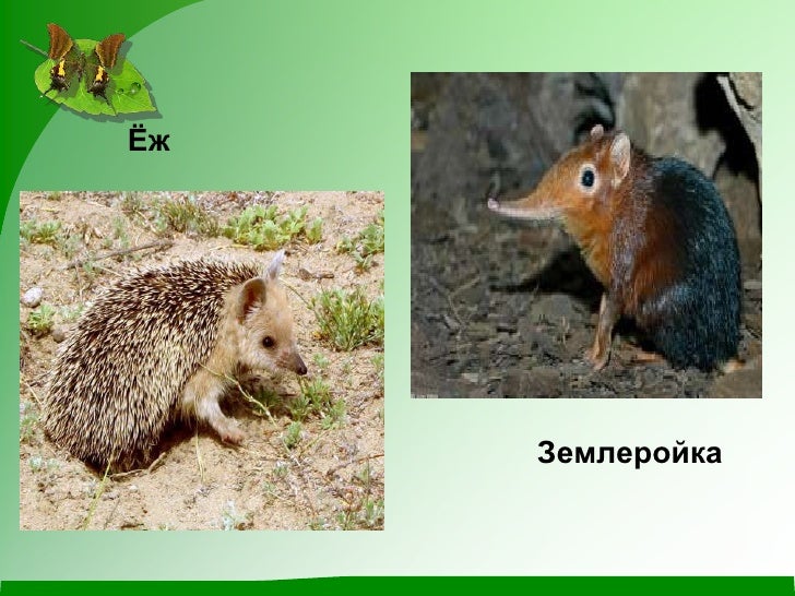 Млекопитающие животные