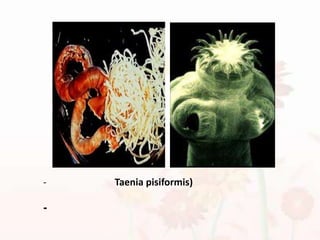  พยาธิตัวตืด (Taeniapisiformis) สามารถทำให้เกิดการอุดตันในลำไส้ - ส่วนหัวและตะขอของพยาธิตัวตืดใช้ยึดเกาะลำไส้เพื่อดูดอาหารจากผนังลำไส้   ของโฮสต์