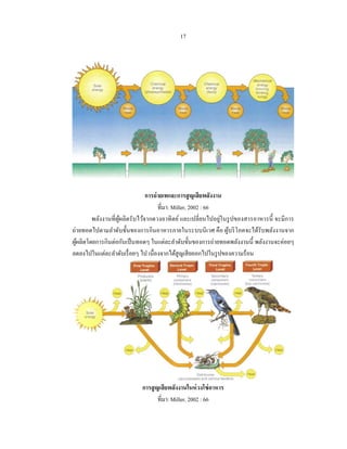 17




                                การถ่ ายเทและการสู ญเสี ยพลังงาน
                                      ที่มา: Miller, 2002 : 66
        พลังงานที่ ผูผลิตรับไว้จากดวงอาทิ ตย์ และเปลี่ยนไปอยู่ในรู ปของสารอาหารนี้ จะมีการ
                     ้
ถ่ายทอดไปตามลําดับขั้นของการกินอาหารภายในระบบนิ เวศ คือ ผูบริ โภคจะได้รับพลังงานจาก
                                                                 ้
ผูผลิตโดยการกินต่อกันเป็ นทอดๆ ในแต่ละลําดับขั้นของการถ่ายทอดพลังงานนี้ พลังงานจะค่อยๆ
  ้
ลดลงไปในแต่ละลําดับเรื่ อยๆ ไป เนื่องจากได้สูญเสี ยออกไปในรู ปของความร้อน




                            การสู ญเสียพลังงานในห่ วงโซ่ อาหาร
                                   ที่มา: Miller, 2002 : 66
 