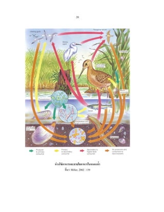 20




ห่ วงโซ่ อาหารและสายใยอาหารในหนองนํา ้
           ที่มา: Miller, 2002 : 159
 