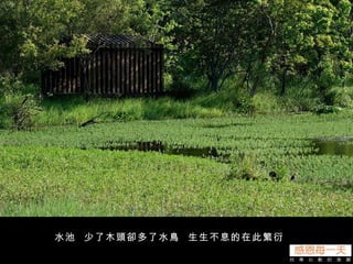 水池  少了木頭卻多了水鳥  生生不息的在此繁衍  