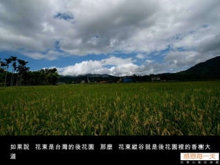 如果說  花東是台灣的後花園  那麼  花東縱谷就是後花園裡的香榭大道 