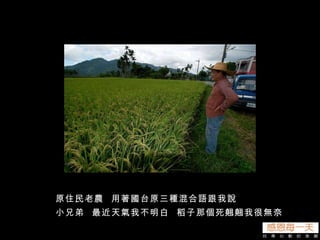 原住民老農  用著國台原三種混合語跟我說 小兄弟  最近天氣我不明白  稻子那個死翹翹我很無奈 