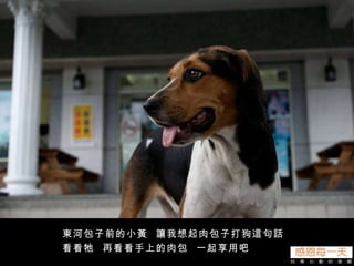 東河包子前的小黃  讓我想起肉包子打狗這句話  看看牠  再看看手上的肉包  一起享用吧 