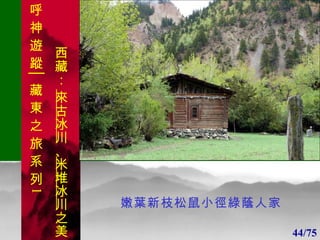 1 1 嫩葉新枝松鼠小徑綠蔭人家 44/75 . 呼 神 遊 蹤│藏 東 之 旅 系 列 1 西藏：  來古冰川 、 米堆冰川 之美 