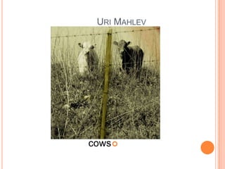  Uri Mahlevאורי מחלבcows