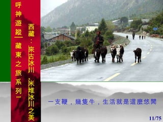 1 1 一支鞭，幾隻牛，生活就是這麼悠閒 11/75 呼 神 遊 蹤│藏 東 之 旅 系 列 1 西藏：  來古冰川 、 米堆冰川 之美 