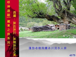 1 1 蓬勃老樹飛鷹冰川流水人家 43/75 . 呼 神 遊 蹤│藏 東 之 旅 系 列 1 西藏：  來古冰川 、 米堆冰川 之美 