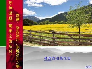 1 林芝 的油菜花田 1 6/75 呼 神 遊 蹤│藏 東 之 旅 系 列 1 西藏：  來古冰川 、 米堆冰川 之美 