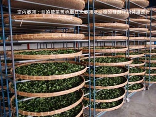 室內萎凋：目的使茶菁承繼日光萎凋所引發的發酵作用持續進行   