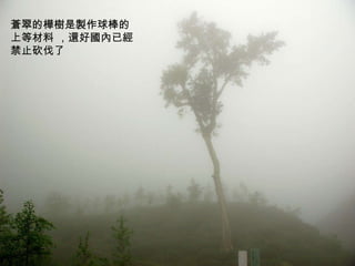 蒼翠的樺樹是製作球棒的上等材料 ，還好國內已經禁止砍伐了 