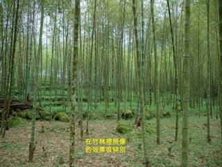 在竹林裡照像的效果很特別 