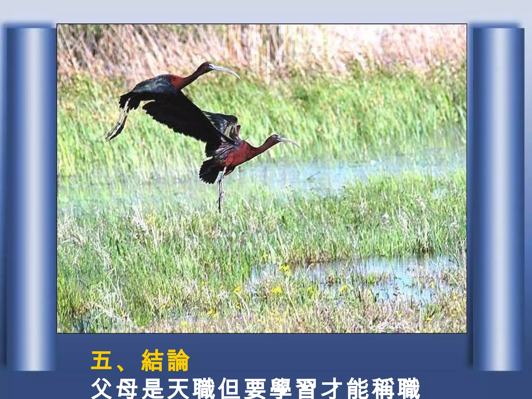 五、結論 父母是天職但要學習才能稱職 