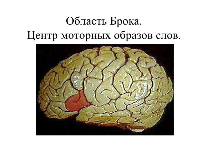 Моторный центр брока