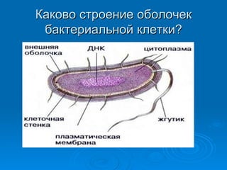 Каково строение оболочек бактериальной клетки? 