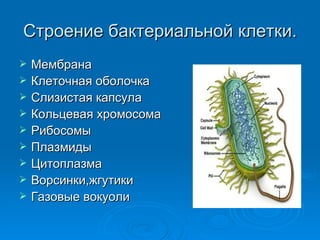 Строение бактериальной клетки. Мембрана Клеточная оболочка Слизистая капсула Кольцевая хромосома Рибосомы Плазмиды Цитоплазма Ворсинки,жгутики Газовые вокуоли 