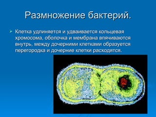 Размножение бактерий. Клетка удлиняется и удваивается кольцевая хромосома, оболочка и мембрана впячиваются внутрь, между дочерними клетками образуется перегородка и дочерние клетки расходятся. 