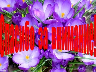 Спасибо  за  внимание! 