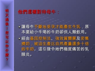 他們這樣對待母牛： 讓母牛 不斷地受孕才能產生牛乳 ， 原本要給小牛喝的牛奶卻供人類飲用。 經由 基因控制法 、 強效賀爾蒙 及 密集擠奶，被迫生產比自然產量還多十倍的牛奶 。 這引發令她們極度痛苦的乳腺炎。 