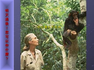 珍古德也不吃肉 