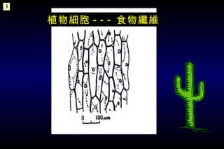 植物細胞 --- 食物纖維 3 