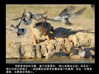 面對黑背豺的攻擊，鴿子四散開來。“耐心是黃金法則。我呆在一個水坑附近兩個月，一直試圖拍到黑背豺獵殺鴿子的鏡頭。因此，你需要運氣，也需要非常耐心。”  