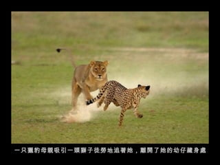 一只獵豹母親吸引一頭獅子徒勞地追著她，離開了她的幼仔藏身處。  