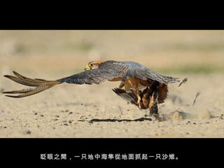 眨眼之間，一只地中海隼從地面抓起一只沙雉。  