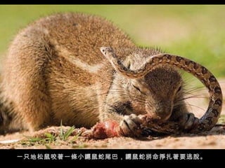 一只地松鼠咬著一條小鼴鼠蛇尾巴，鼴鼠蛇拼命掙扎著要逃脫。  一只地松鼠咬著一條小鼴鼠蛇尾巴，鼴鼠蛇拼命掙扎著要逃脫。  