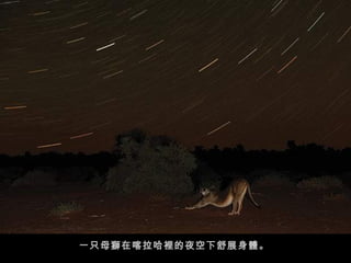 一只母獅在喀拉哈裡的夜空下舒展身體。  