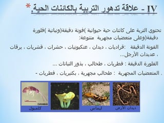 ‫تحتوي التربة على كائنات حية حيوانية (فونة دةقيقة)ونباتية (فلورة‬
                                   ‫دةقيقة)وعلى متعضيات مجهرية متنوعة:‬
‫الفونة الدةقيقة :ةقراديات ، ديدان ، عنكبوتيات ، حشرات ، ةقشريات ، يرةقات‬
                                                    ‫، عديدات الرجل...‬
                    ‫الفلورة الدةقيقة : فطريات ، طحالب ، بذور النباتات ...‬
            ‫. المتعضيات المجهرية : طحالب مجهرية ، بكتيريات ، فطريات -‬




         ‫كلمبو ل‬                       ‫ليماس‬       ‫ديدان الرض‬
 