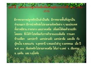 ยุคที่ 3 ยุคของการปลูกพริกเป็ นพืชเศรษฐกิจ ระหว่ างปี พ.ศ. 2503 –
                                2518


    มีการขายการปลูกพริกเป็็ นลําเป็็ นสัน มีการขยายพื้ นที่ปลูกเป็็ น
                               ่
    จํานวนมาก มีการนํ าพริกส่งไปขายตามจังหวัดต่าง ๆ ของประเทศ
      ้
    ทังภาคอีสาน ภาคกลาง และภาคเหนื อ เพือส่งให้พอค้าขายปลีก
                                               ่         ่
    โดยตรง ซึ่ึงไ ทาไปพร้อมกับการค้าขายแบบเดิิมคือ การแลก
    โ           ได้้ ํ ไป ้ ั            ้             ื
    ข้าวเปลือก แลกปลาร้า แลกปลาแห้ง แลกปลาส้ม และเสือ กับ           ่
    ผูคนใน จ.ขอนแก่น จ.อุดรธานี จ.หนองบัวลําภู จ.นครพนม เมื่อ ปี
        ้
    พ.ศ.
    พ ศ 2518 เริ่มส่งพริกไปขายภาคเหนื อ ได้แก่ จ แพร่ จ เชียงราย
               เรมสงพรกไปขายภาคเหนอ ไดแก จ.แพร จ. เชยงราย
    อ. แม่จน และ จ.สุโขทัย
            ั
 