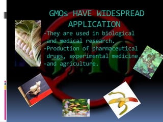 GMOs HAVE WIDESPREAD               APPLICATION-They are used in biological        and medical research.       -Production of pharmaceutical        drugs, experimental medicine.       -and agriculture. 