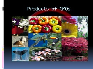 Products of GMOs