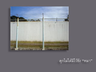 คุกไม่ได้มีไว้ขง “หมา”
               ั
 